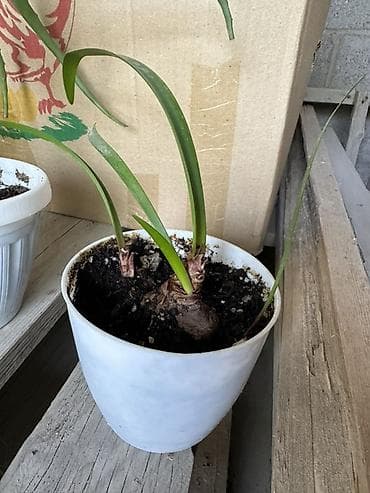 фикусы для офиса: Комнатные растения — коллекция в горшках/стаканчиках Цены 150-450сом — 7