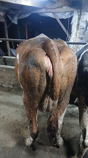 карова стелная: Продаю | Корова (самка) | Симментальская | Для разведения | Привязанные — 2