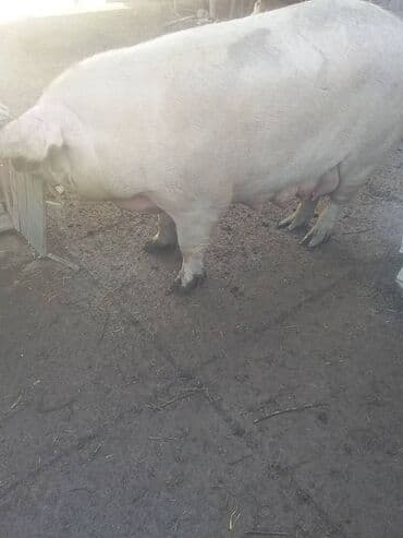 кролик декоративный: Продаю | Поросенок | Ландрас | Для разведения — 3