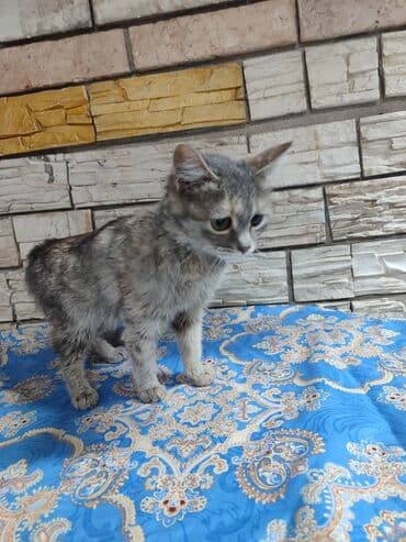 котенка в добрые руки: Ищем дом котёнку. Мальчик. Привезём сами — 5