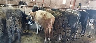 голштин музо: Продаю | Бык (самец) | Полукровка | На откорм | Привязанные — 1