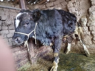 уй животный: Продаю | Корова (самка) | Для молока | Привязанные — 4