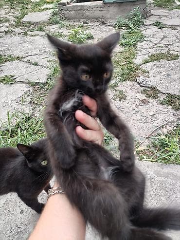 БЕЛОВОДСК!!! Черные котята ищут дом 🖤 2 мальчика и 1 девочка. Очень — 2