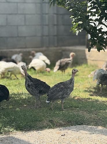 Үй жаныбарлары: Сатам | Ургаачы күрп (ургаачы), Эркек күрп, Балапан күрп | Бройлер | Көбөйтүү үчүн — 5