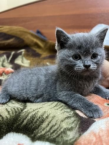 британская короткошёрстная кошка цена: Продаются шотландские короткошёрстные котята, окрас темный графит и — 1