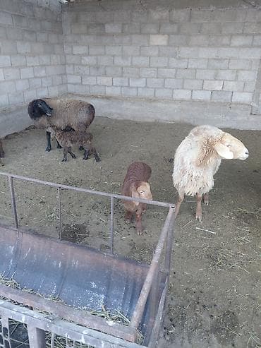 питбуль кара балта: Продаю | Овца (самка) | Для разведения — 2