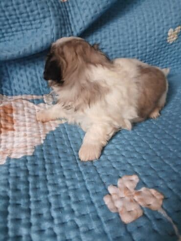 сабака такса: ЩЕНКИ. ПЕКИНЕСОВ. ПЯТНАРИ. ТРИКОЛОР. БАБОЧКИ. ДЕВОЧКА. И — 6