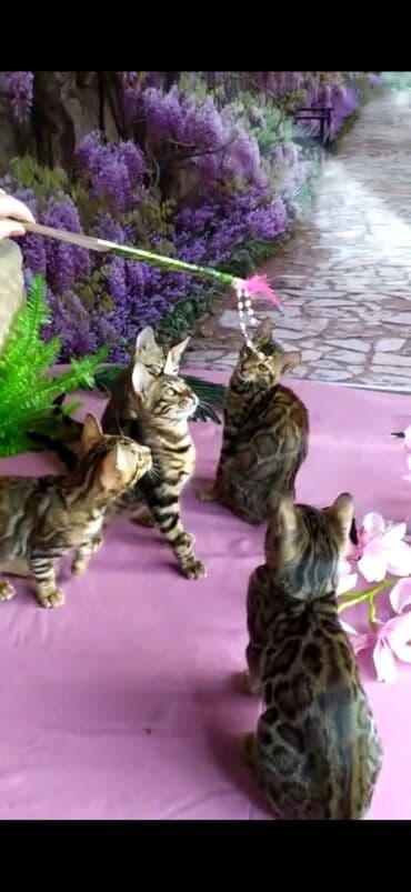 новорожденные котята: Бенгальские котята Проф.Питомник Бен Гла Мур предлагает.чудесных — 26