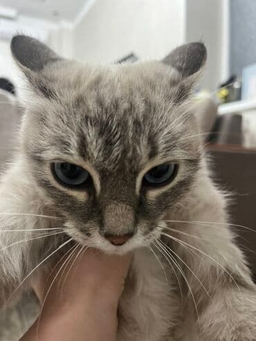 carters для мальчика: Абиссинская, 10 месяцев, Девочка, Голубой — 3