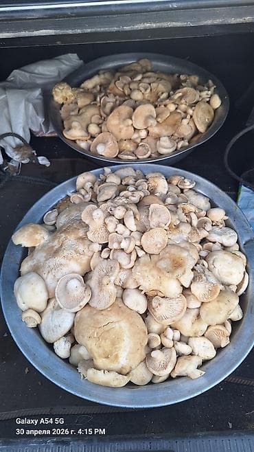 прием грибов: Съедобные лесные грибы (свежесобранные, ассорти шляпочных) Описание — 2