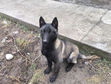 животные собаки: Бельгийская овчарка, 1 месяц, Самец, С прививкой — 1