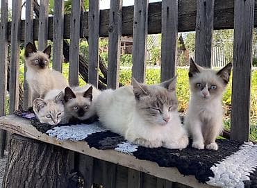 сөөл жан: В ОЧЕНЬ добрые руки отдаю 4 девочек котяток. Возраст 3 месяца — 6