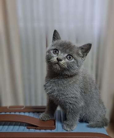 кошко: Скотиш Страйт (Шотландская прямоухая), 2 месяца, Мальчик, Голубой, Приучена к лотку, Проглистована — 1