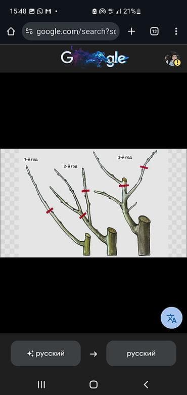 стрижка кустов цена: Услуга: профессиональная обрезка садовых деревьев и формировка кроны — 4