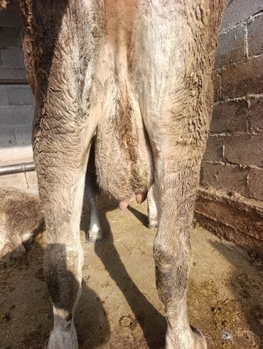 дойных коровы: Продаю | Корова (самка) — 4