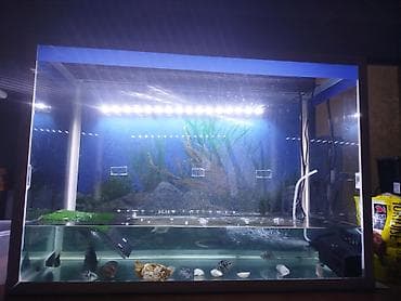 big 6: Аквариумный комплект на 80 литров для домашних рыб и водных черепах — 3