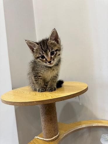 кошка даром: Малыши ищут дом! Им 1,5 месяцев. игривые и умненькие. Едят — 2