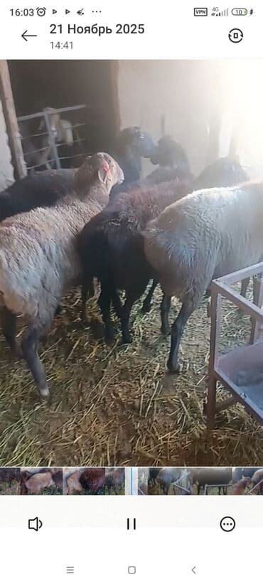 собака корги цена: Продаю | Овца (самка) | Для разведения | Матка — 2