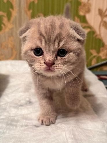 породистые кошки цена: Породистые котята серых и бежевых окрасов. Описание: - Тип — 6