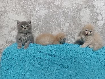 вислоухие котята цена: Милые умные красивые игривые котята 😍😍😍😍к Лотку преучены!!! 2 месяца — 4
