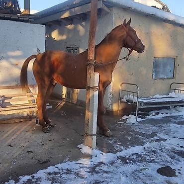 Продаю | Жеребец | Рабочий