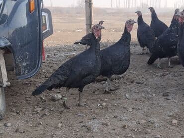 купить собаку доберман в бишкеке: Продаю | Индюшка (самка), Индюшата | Черный принц, Северокавказская | На забой, Для разведения | Племенные — 10