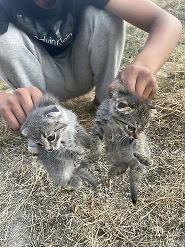 котята бишкек бесплатно: Котята, 2 малыша из одного помёта. - Окрас: тигровый (серый табби) — 4