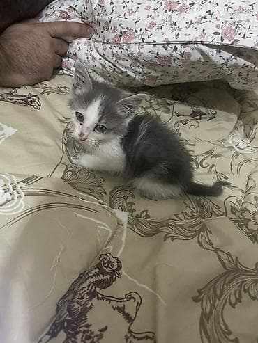 котята лысые: Кошка даром: Беспородная, Мальчик — 2