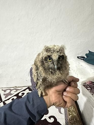вин кот: Молодая сова вылупился из и гнезда курицы ручная как сам не знаю во — 2