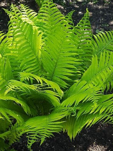 Папоротник садовый (декоративный многолетник) - Крупные ажурные вайи — 1