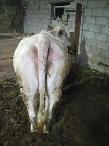 гнездо для кур: Продаю | Корова (самка) | Для разведения | Привязанные — 2