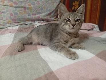 Животные: Котёнок домашний, короткошёрстный. Смесь с породистой кошкой — 1