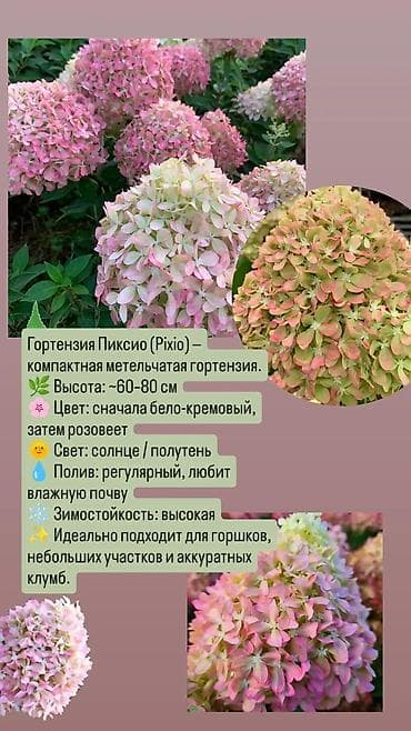 кантинер: Саженцы — 4