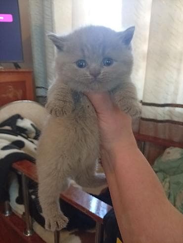 Башка жаныбарлар: Плюшевые котята серо-голубого окраса.писать только Вацап бронирование — 1