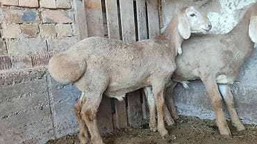 для овец: Продаю | Ягненок | Для разведения | Племенные — 2
