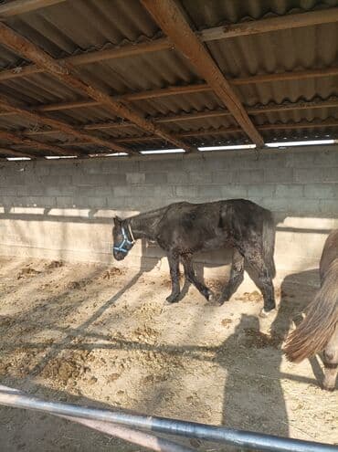 купить собаку доберман в бишкеке: Продаю | Жеребенок | Для разведения — 3