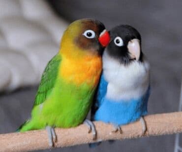 кролик купить декоративный: Массковые неразлучники (Agapornis): декоративные попугаи малых — 1