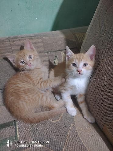отдам котят бесплатно: Отдам даром двух рыжих котят. Справа кошечка, слева кот. Возвраст два — 1