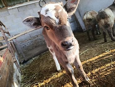 скот продаю: Теленок, серо-белый, с яркими белыми отметинами на лбу и ногах — 3