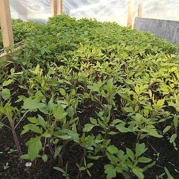 цены на мясо в кыргызстане: Рассада — 3