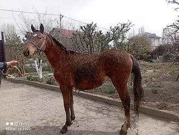 Продаю | Кобыла (самка) | Для разведения