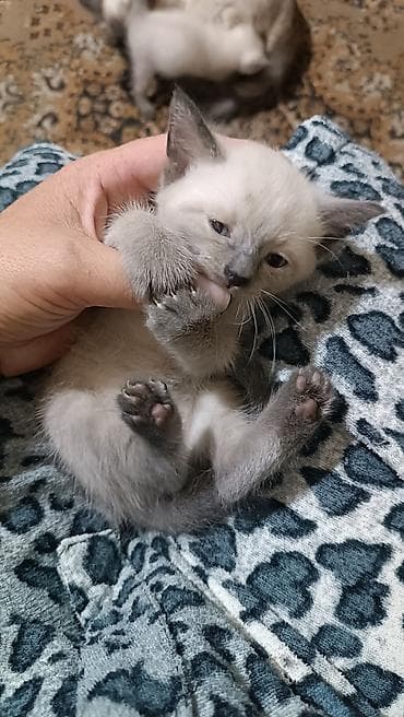 большие кошки: Котята с колор‑пойнт окраcом - Описание: на фото помёт котят — 3