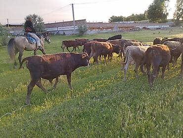 соль для животных: Продаю | Бык (самец) — 9