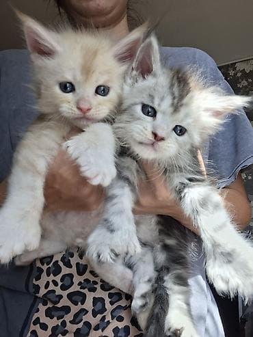 котят в хорошие руки: 🐾 В продаже элитные котята мейн-куны с полным пакетом Документов — 4