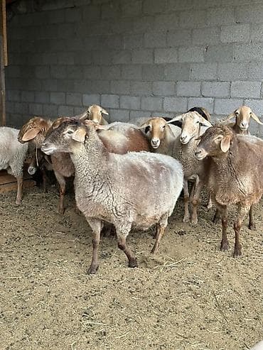 Продаю | Овца (самка) | Для разведения | Племенные
