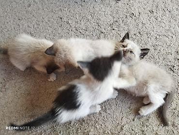 chi su: Кошка даром: Сиамская, 3 месяца, Девочка, Метис — 7