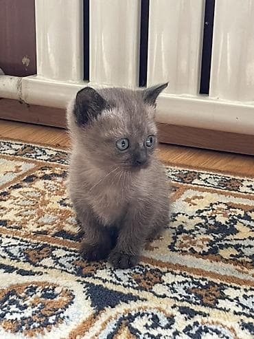 город ош кошка: Котёнок с короткой шерстью и голубыми глазами. Окрас — дымчато-серый с — 2