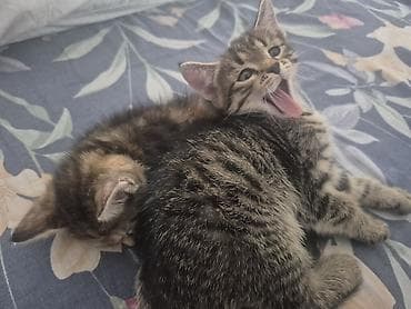 d cat: 🐾 Котята тигровые табби ищут любящую семью! Возраст — 2,5 месяца ✔️ — 5