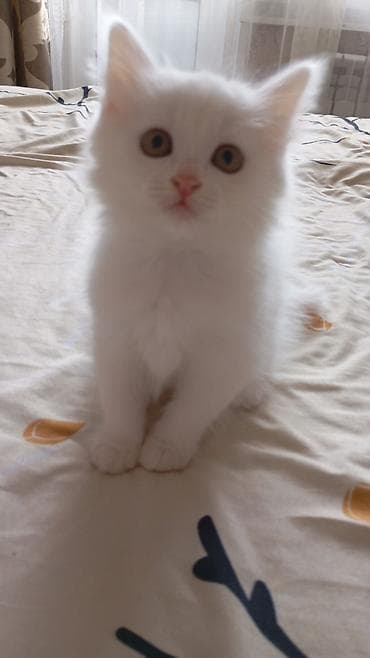 сиямские кошки: 1 месяц, Девочка, Белый — 6