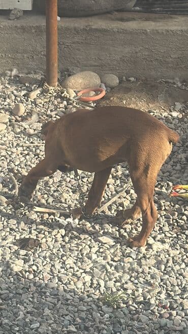 ретривер цена: Боксёр, 3 месяца, Самец, С прививкой — 4